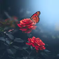 attractive princess butterfly dp for whatsapp